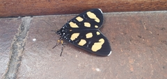 Heraclia africana
