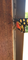 Heraclia africana