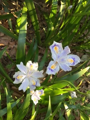 Iris japonica