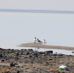 Ichthyaetus relictus