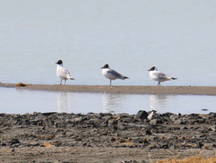 Ichthyaetus relictus