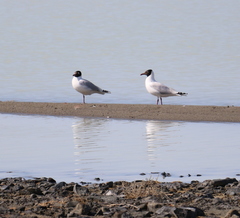 Ichthyaetus relictus