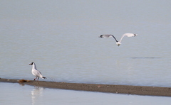 Ichthyaetus relictus