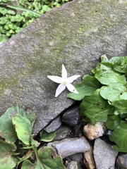 Styracaceae