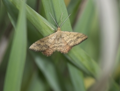 Plantain moth