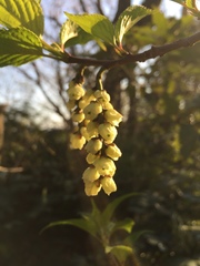 Stachyurus praecox