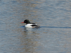 Mergus merganser