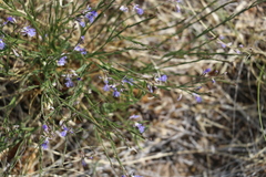 Polygala tenuifolia