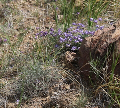 Astragalus filiformis