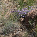 Astragalus filiformis - Photo (c) Ryzhkov Oleg, algunos derechos reservados (CC BY-NC), subido por Ryzhkov Oleg