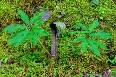 Arisaema ilanense