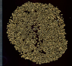 Leonurus quinquelobatus