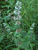 Mentha × dalmatica - Photo (c) Degtyarev Nikolai Ivanovich, some rights reserved (CC BY-NC), uploaded by Degtyarev Nikolai Ivanovich