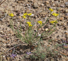 Haplophyllum dauricum