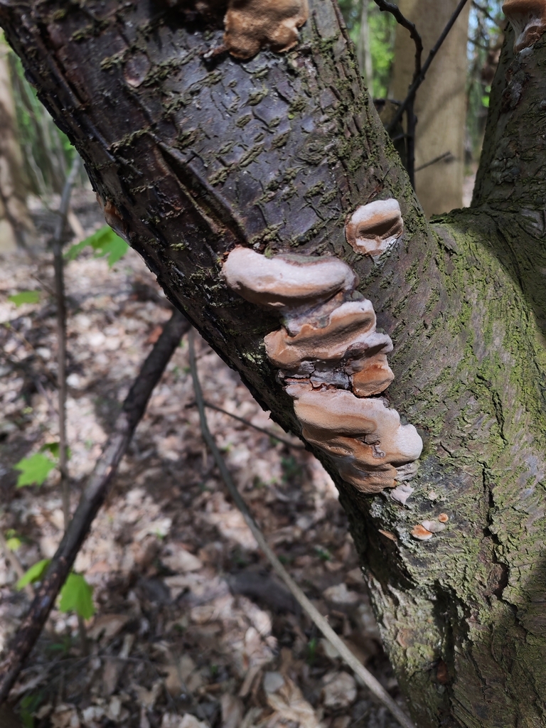 Phellinus pomaceus · April 2026 · photo: © terolinjama (iNaturalist, cc0)
