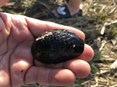 Inversiunio verrucosus