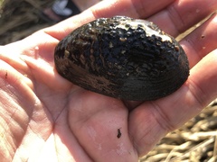 Inversiunio verrucosus