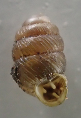 Vertigo californica