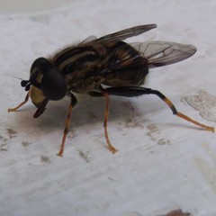 Helophilus antipodus