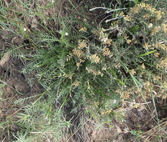 Garuleum bipinnatum