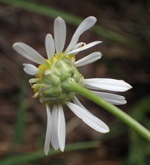 Garuleum bipinnatum