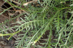 Garuleum bipinnatum
