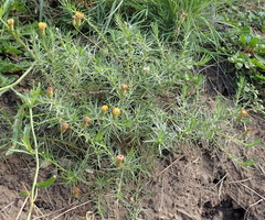 Leysera gnaphalodes
