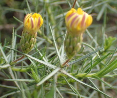 Leysera gnaphalodes