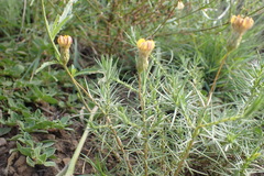 Leysera gnaphalodes
