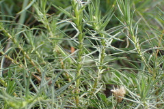 Leysera gnaphalodes