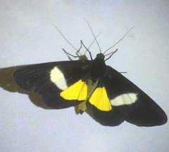 Eumilionia mediofasciata