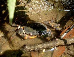 Geothelphusa miyazakii