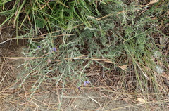 Lotononis stricta