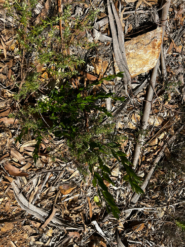 Billardiera heterophylla, photograph 5