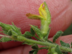 Melolobium candicans