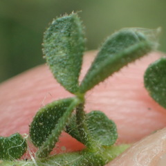 Melolobium candicans