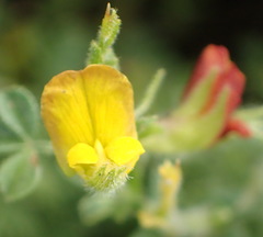 Melolobium candicans