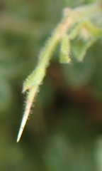 Melolobium candicans