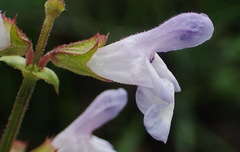 Salvia runcinata