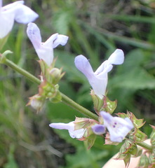 Salvia runcinata