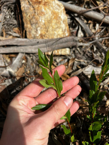 Billardiera heterophylla, photograph 4