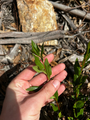 Billardiera heterophylla, photograph (c) Alex Stuart, some rights reserved (CC BY)