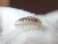 Venezillo microphthalmus