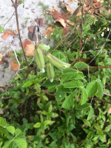Crotalaria incana, photograph 3
