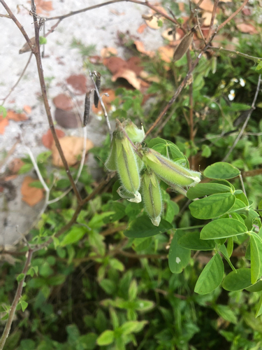 Crotalaria incana, photograph 2
