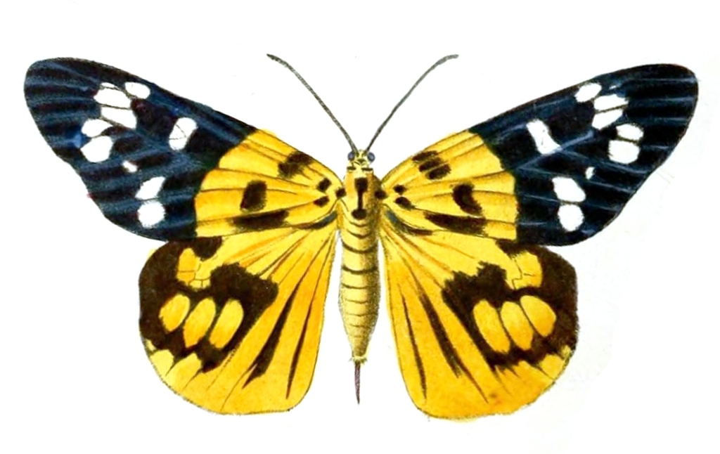 Psaphis
