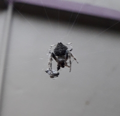 Araneinae