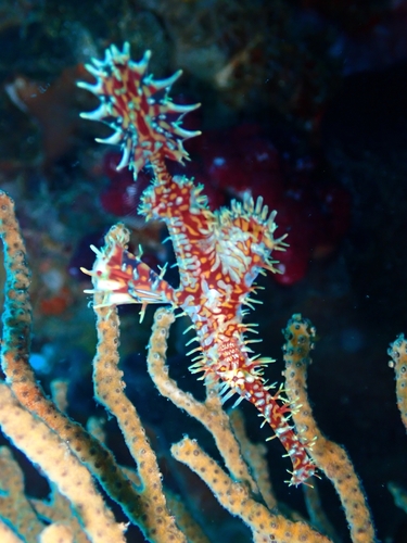 Solenostomus paradoxus