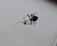 Araneinae