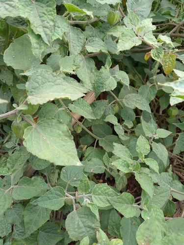 Cape gooseberry